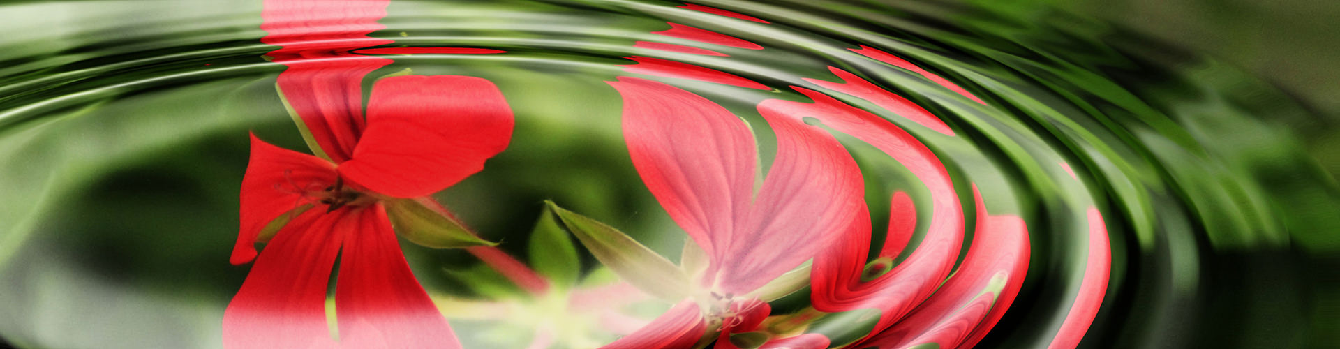 1geranium-wave-water-rings-55813-2